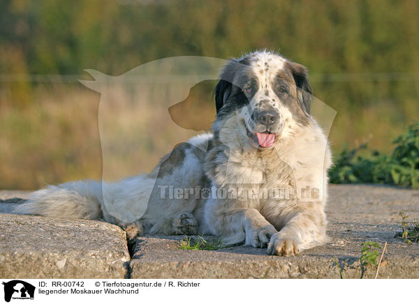 liegender Moskauer Wachhund / lying moscow watchdog / RR-00742