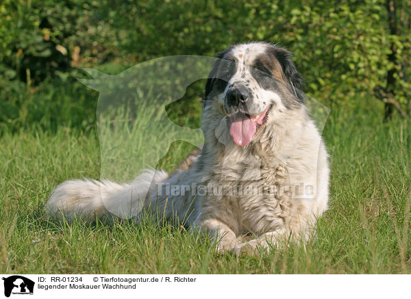 liegender Moskauer Wachhund / lying moscow watchdog / RR-01234