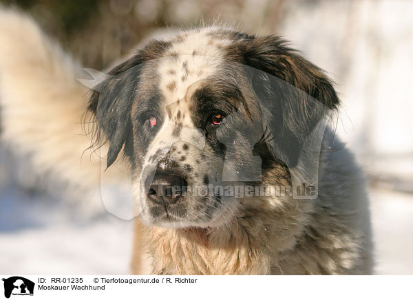 Moskauer Wachhund / Moscow Watchdog Portrait / RR-01235