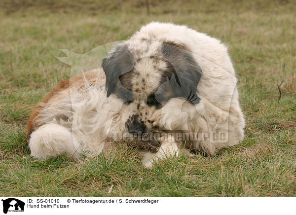 Hund beim Putzen / dog is cleaning itself / SS-01010