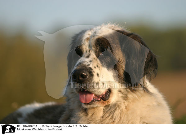 Moskauer Wachhund im Portrait / moscow watchdog portrait / RR-00731