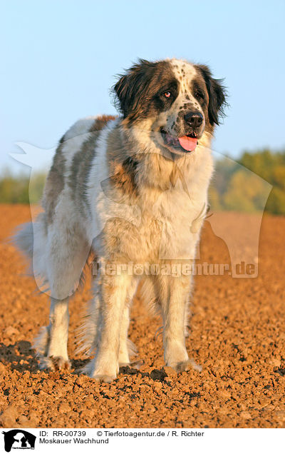 Moskauer Wachhund / Moscow Watchdog Portrait / RR-00739