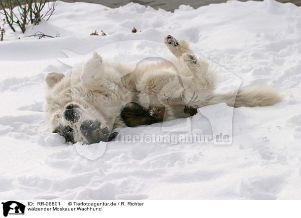 wlzender Moskauer Wachhund / wallowing moscow watchdog / RR-06801