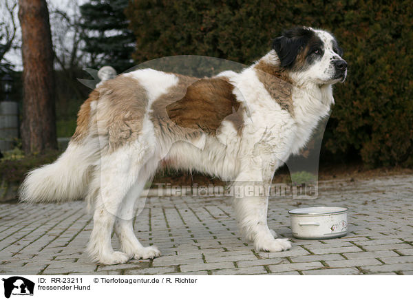 fressender Hund / eating dog / RR-23211