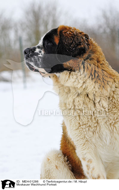 Moskauer Wachhund Portrait / MEH-01286