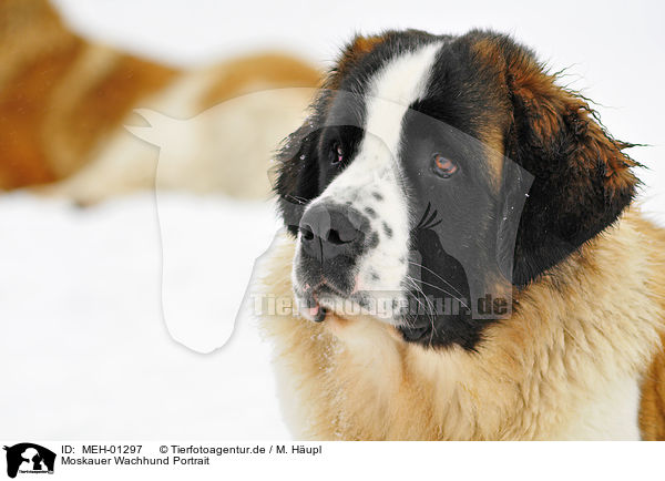 Moskauer Wachhund Portrait / MEH-01297