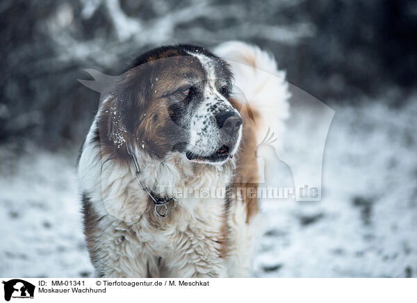 Moskauer Wachhund / Moscow Watchdog / MM-01341