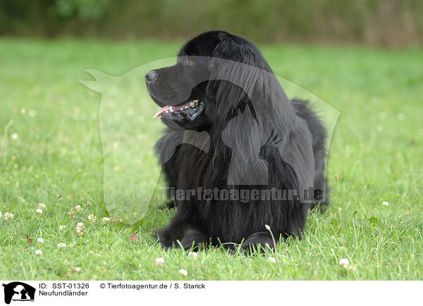 Neufundlnder / Newfoundland Dog / SST-01326