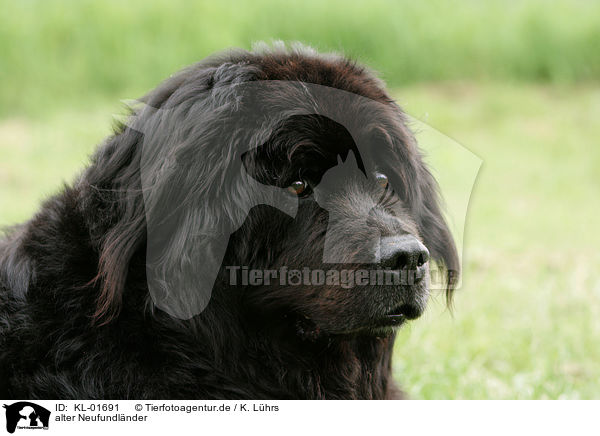 alter Neufundlnder / Newfoundland Dog / KL-01691