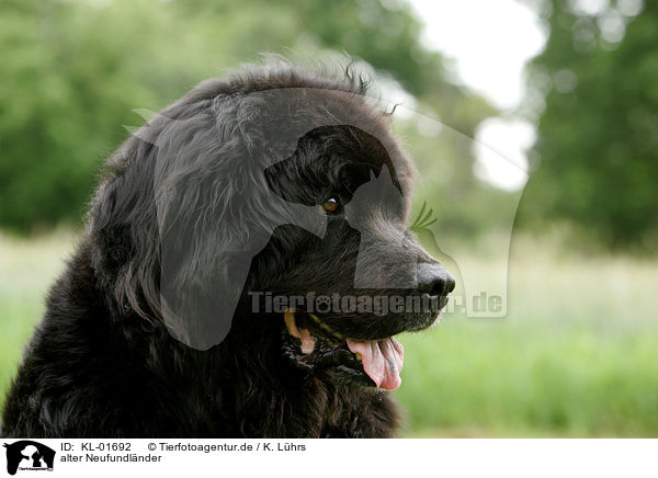 alter Neufundlnder / Newfoundland Dog / KL-01692