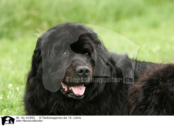 alter Neufundlnder / Newfoundland Dog / KL-01693