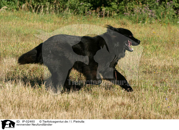 rennender Neufundlnder / Newfoundland Dog / IP-02460