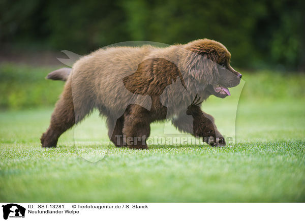 Neufundlnder Welpe / Newfoundland Dog / SST-13281