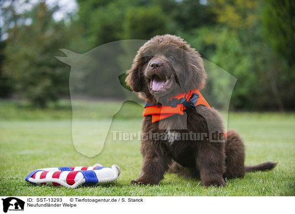 Neufundlnder Welpe / Newfoundland Dog / SST-13293