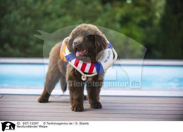 Neufundlnder Welpe / Newfoundland Dog / SST-13297