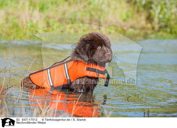 Neufundlnder Welpe / Newfoundland Puppy / SST-17512