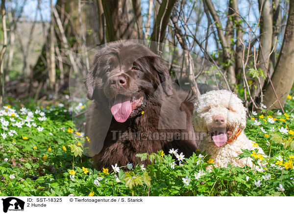 2 Hunde / 2 dogs / SST-18325