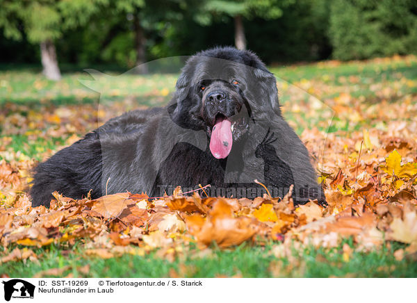 Neufundlnder im Laub / Newfoundland Dog in the foliage / SST-19269