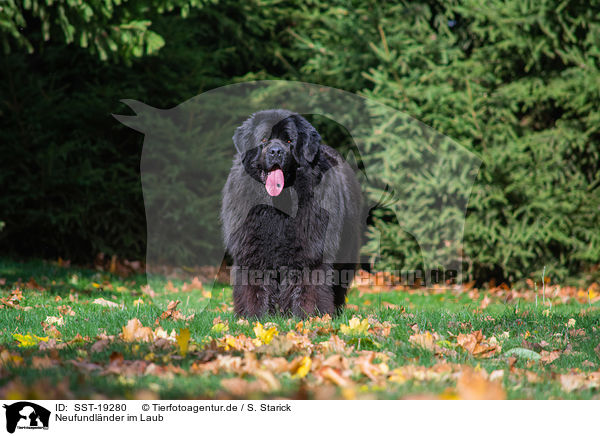 Neufundlnder im Laub / Newfoundland Dog in the foliage / SST-19280
