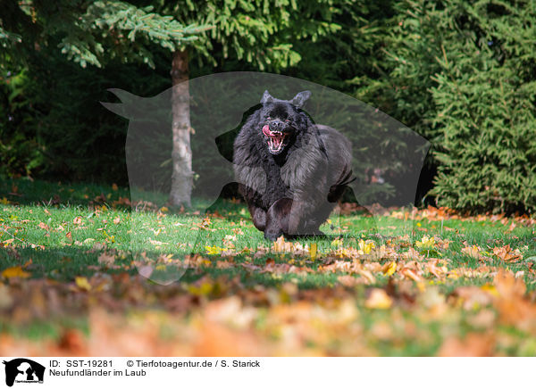 Neufundlnder im Laub / Newfoundland Dog in the foliage / SST-19281