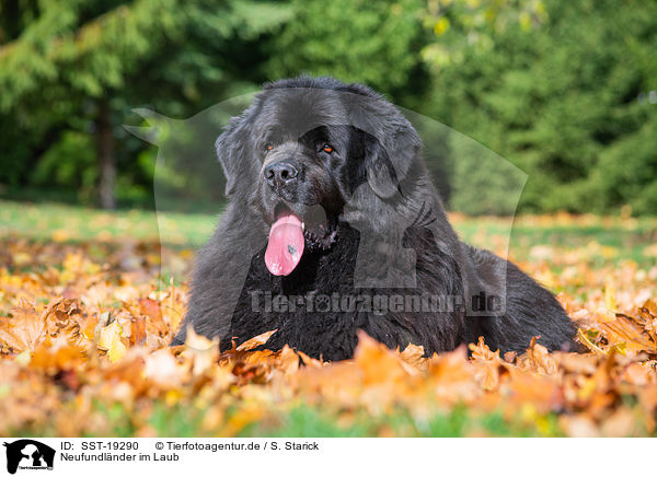 Neufundlnder im Laub / Newfoundland Dog in the foliage / SST-19290