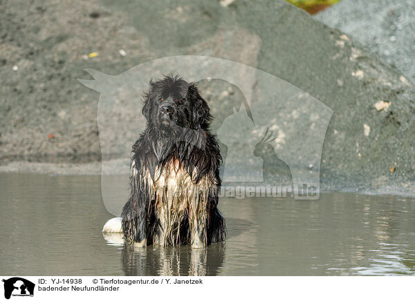 badender Neufundlnder / bathing Newfoundland Dog / YJ-14938