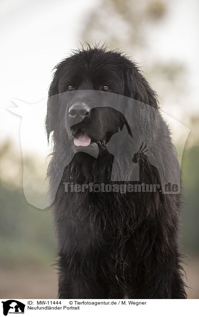 Neufundlnder Portrait / Newfoundland Portrait / MW-11444