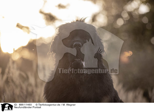 Neufundlnder Portrait / Newfoundland Portrait / MW-11460