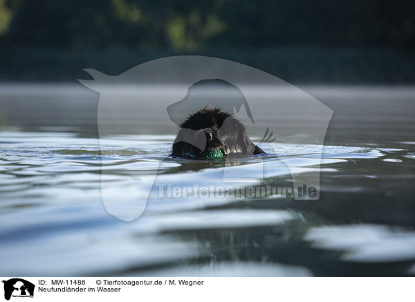 Neufundlnder im Wasser / Newfoundland in the water / MW-11486