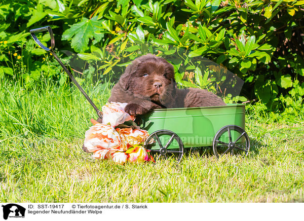 liegender Neufundlnder Welpe / lying Newfoundland Puppy / SST-19417