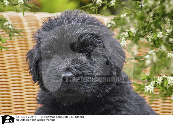 Neufundlnder Welpe Portrait / Newfoundland Puppy portrait / SST-20611