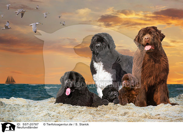 Neufundlnder / Newfoundland Dogs / SST-20787