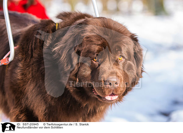 Neufundlnder vor dem Schlitten / Newfoundland Dog with sled / SST-20945