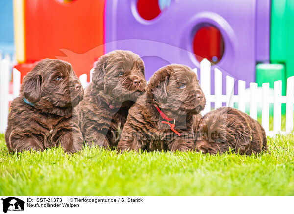 Neufundlnder Welpen / Newfoundland Dog Puppies / SST-21373