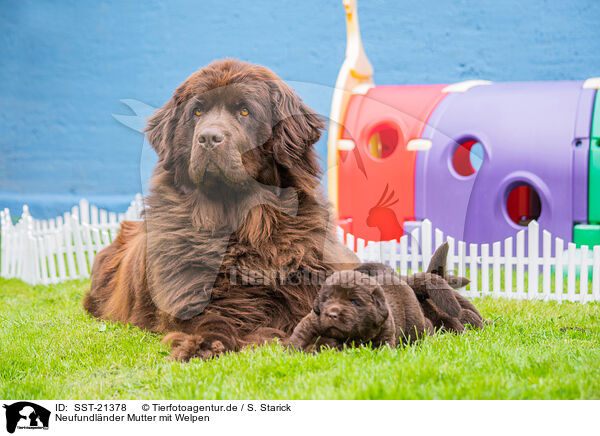 Neufundlnder Mutter mit Welpen / Newfoundland Dog mother with puppies / SST-21378