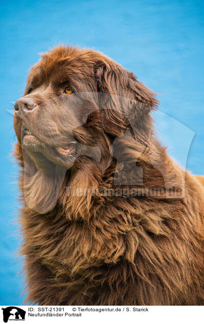 Neufundlnder Portrait / Newfoundland Dog Portrait / SST-21391
