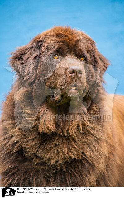 Neufundlnder Portrait / Newfoundland Dog Portrait / SST-21392