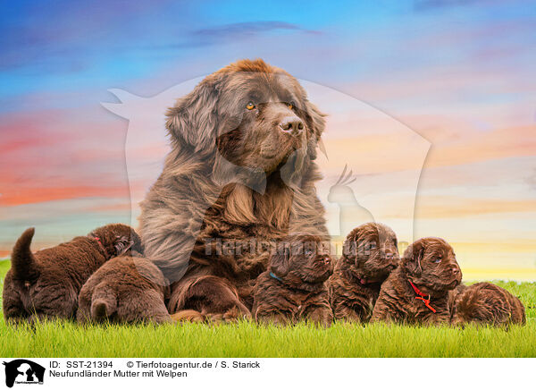 Neufundlnder Mutter mit Welpen / Newfoundland Dog mother with puppies / SST-21394