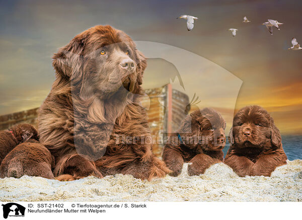 Neufundlnder Mutter mit Welpen / Newfoundland Dog mother with puppies / SST-21402