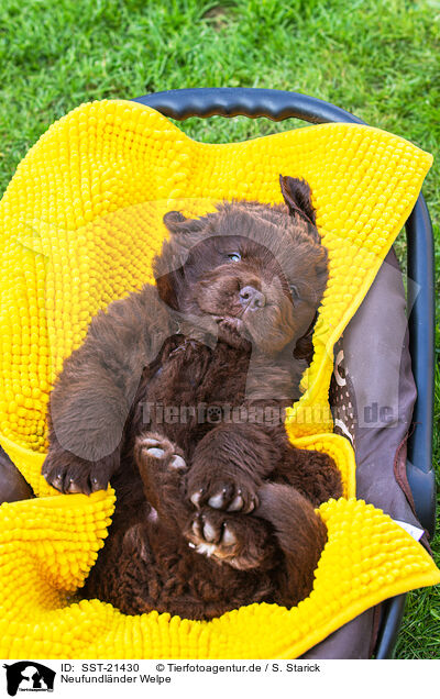 Neufundlnder Welpe / Newfoundland Dog Puppy / SST-21430