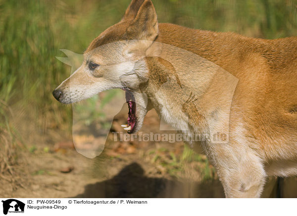 Neuguinea-Dingo / New Guinea Singing dog / PW-09549