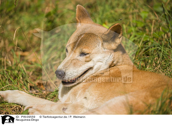 Neuguinea-Dingo / New Guinea Singing dog / PW-09559