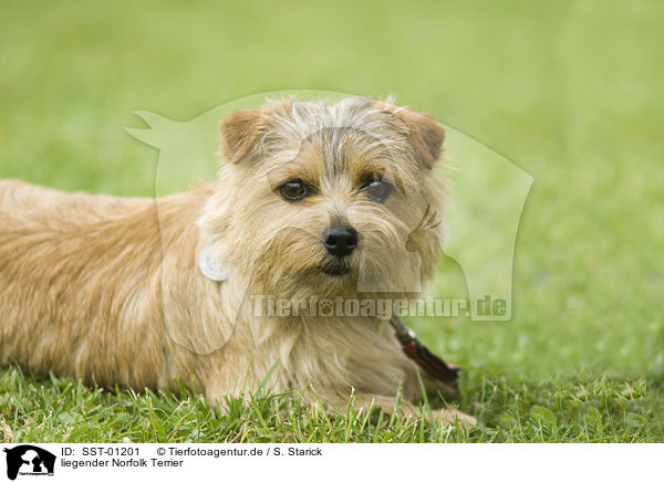 liegender Norfolk Terrier / lying Norfolk Terrier / SST-01201