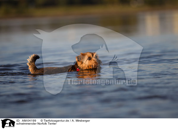 schwimmender Norfolk Terrier / AM-04199