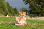sitzender Norfolk Terrier