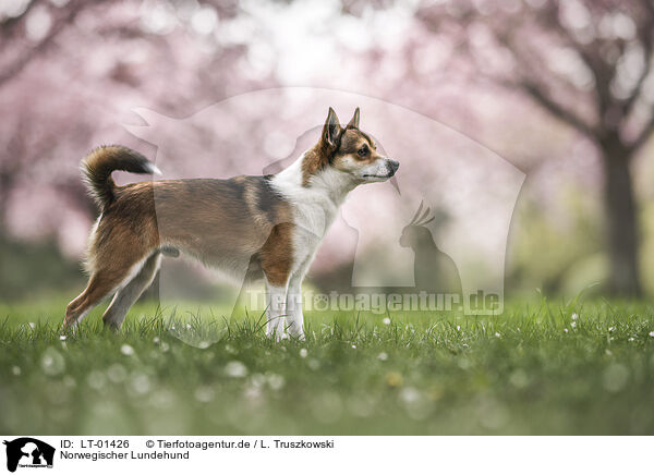 Norwegischer Lundehund / Norwegian lundehund / LT-01426