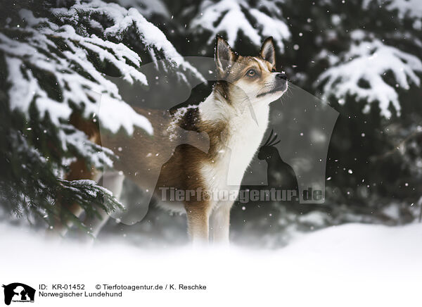 Norwegischer Lundehund / Norwegian lundehund / KR-01452