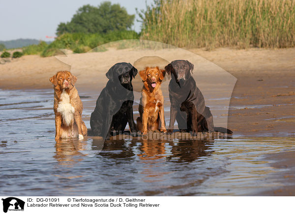 Labrador Retriever und Nova Scotia Duck Tolling Retriever / Labrador Retriever and Nova Scotia Duck Tolling Retriever / DG-01091