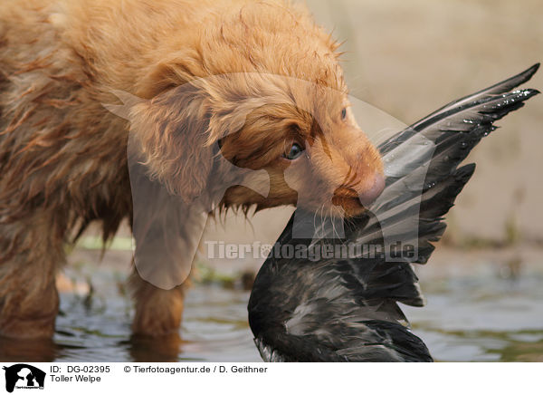 Toller Welpe / Nova Scotia Duck Tolling Retriever Puppy / DG-02395