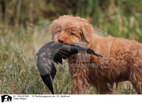 Toller Welpe / Nova Scotia Duck Tolling Retriever Puppy / DG-02396